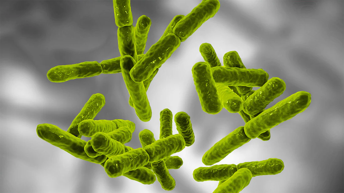 Qu'est-ce que Bacillus coagulans