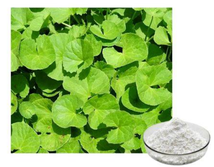 The whole plant of Centella asiatica is used as medicine.