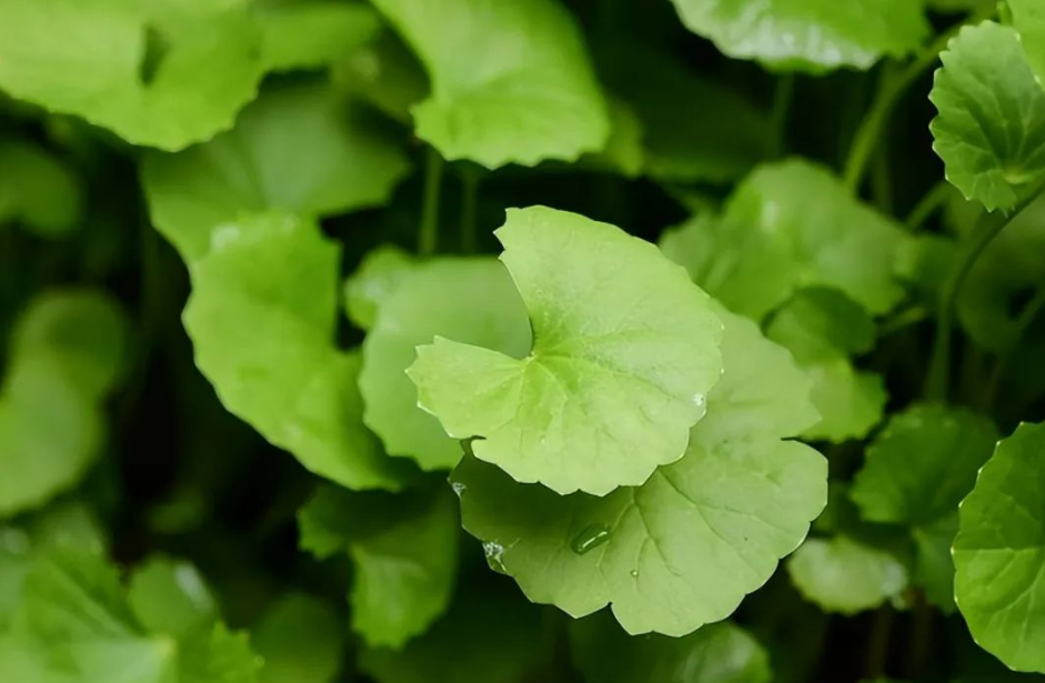Centella asiatica