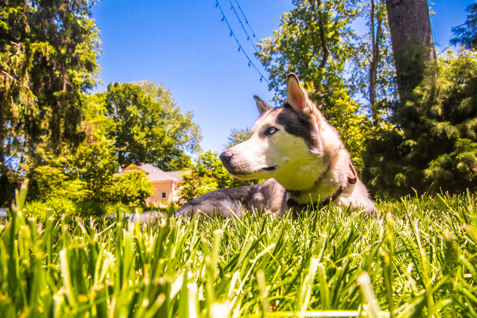 Ist Bifenthrin sicher für Hunde?
