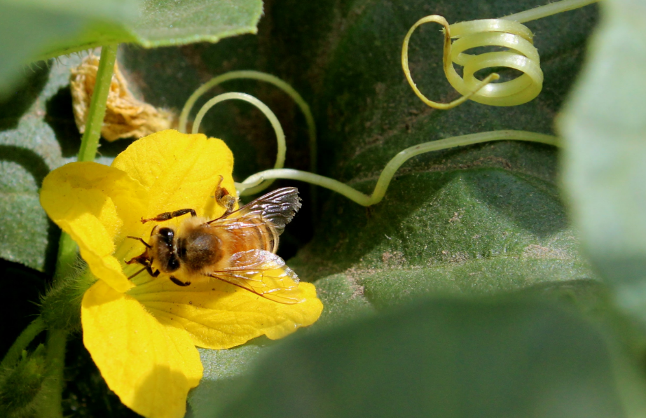 Is Tebuconazole Safe for Bees?