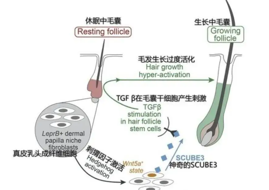 NMN can improve hair loss.
