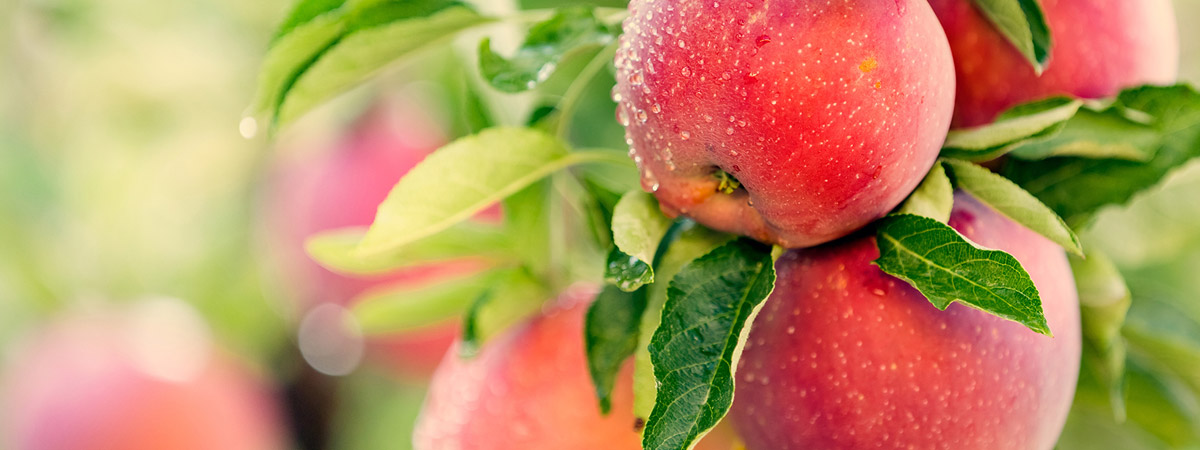 Que sont les cellules souches de pomme?