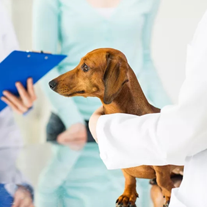 Advantages of Veterinary Ultrasound in Pet Examination