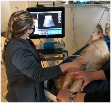 Advantages of Veterinary Ultrasound in Pet Examination 1