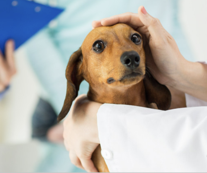 Advantages of Veterinary Ultrasound in Pet Examination 2