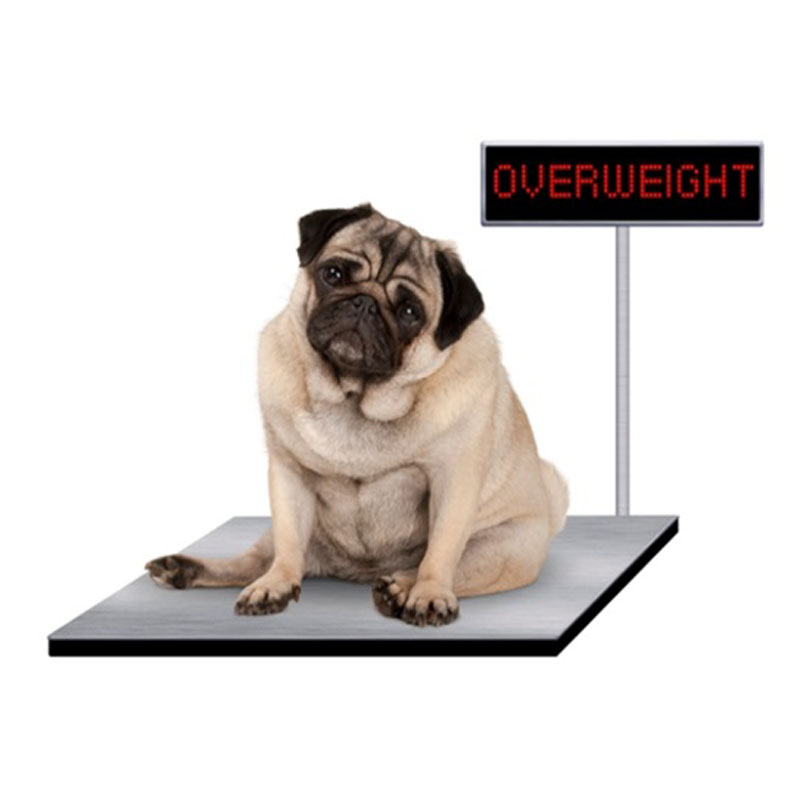 Top 5 Reasons for Dog Obesity