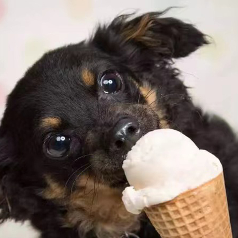 Summer Is the Best Time for Dogs to Lose Weight