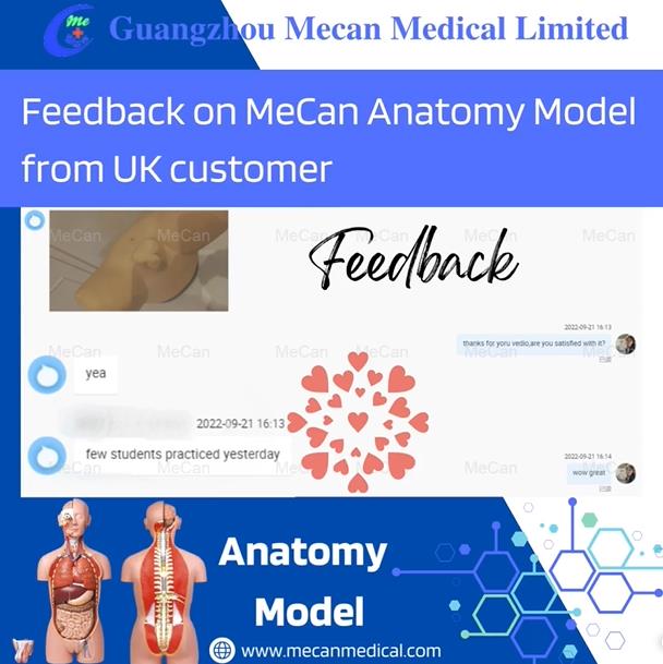 Feedback on Anatomy Model from UK Customer | MeCan Medical