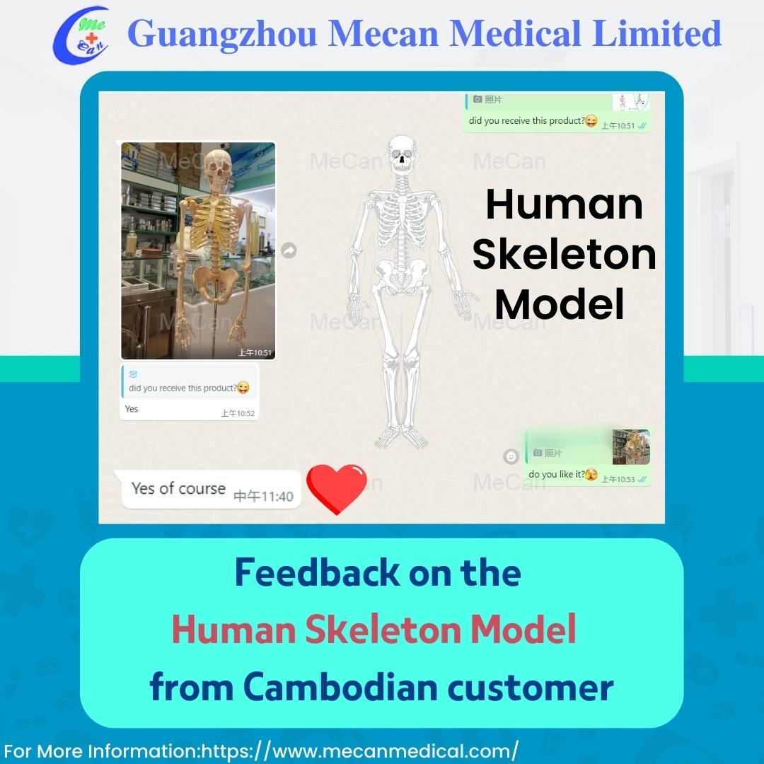 Feedback on the Human Skeleton Model | MeCan Medical