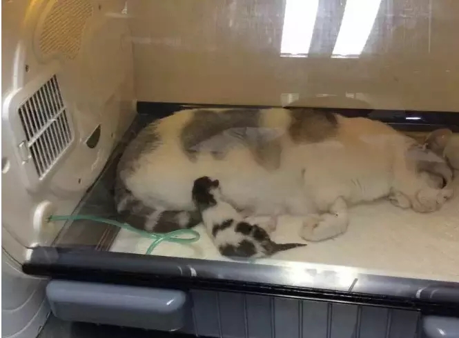 puppy incubator puppy incubator