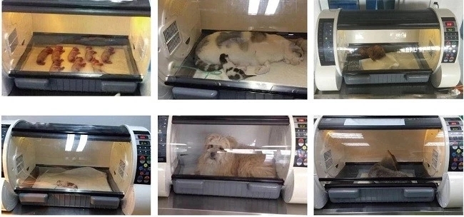 pet icu incubator pet icu incubator