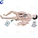 Childbirth Education Models Maternal Baby Giving Birth Simulator