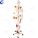 180cm Artificial Human Body Anatomy Skeleton Model