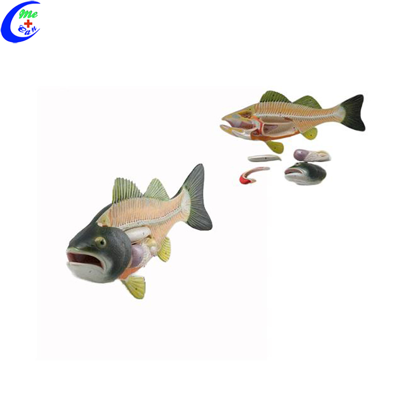 fish model fish model
