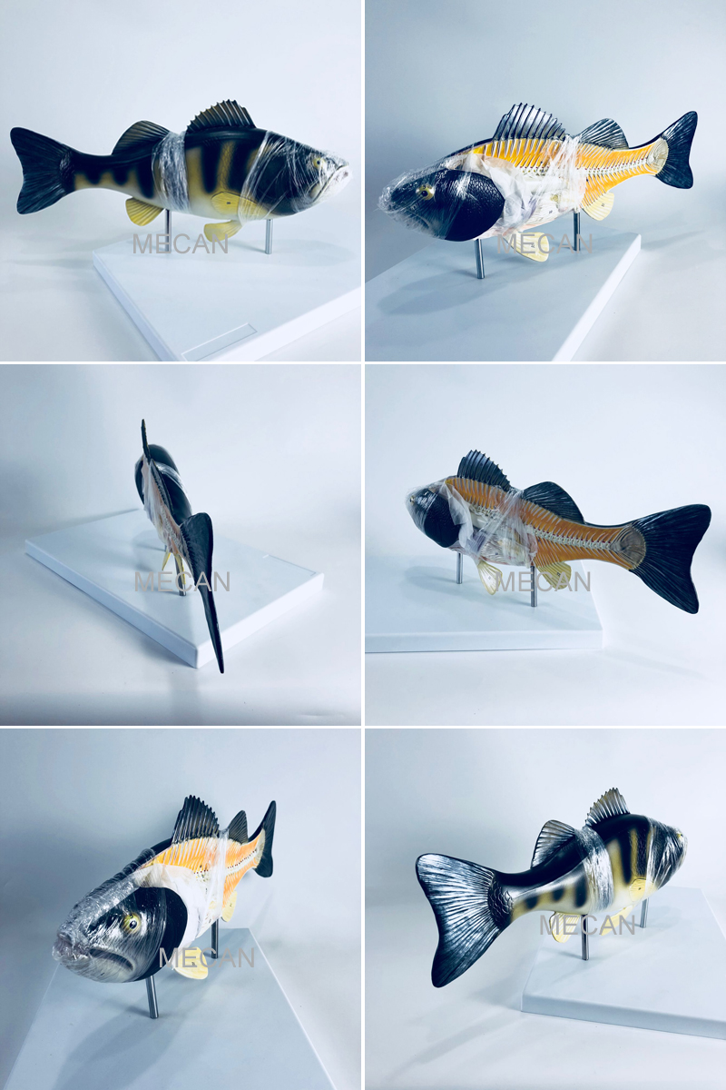 fish model fish model