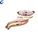 Enlarged Earthworm Anatomy Model