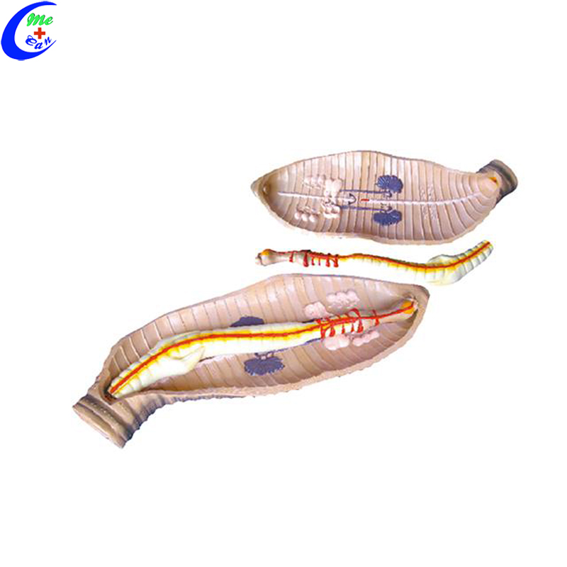 Enlarged Earthworm Anatomy Model