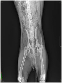 Portable X-ray Machine For Veterinary Portable X-ray Machine For Veterinary