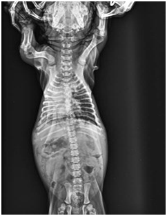 Portable X-ray Machine For Veterinary Portable X-ray Machine For Veterinary