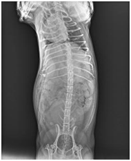 Portable X-ray Machine For Veterinary Portable X-ray Machine For Veterinary