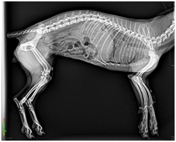 Portable X-ray Machine For Veterinary Portable X-ray Machine For Veterinary