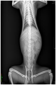 Portable X-ray Machine For Veterinary Portable X-ray Machine For Veterinary