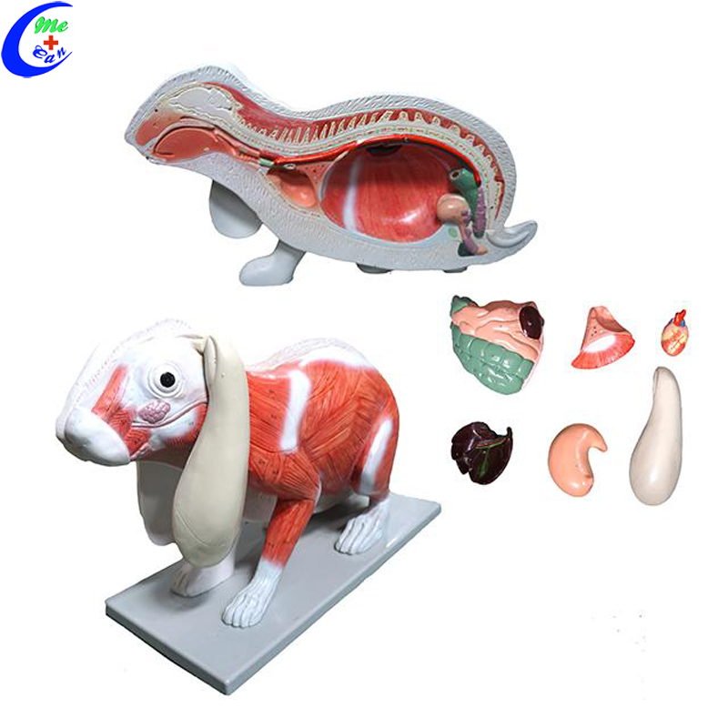Rabbit Anatomy Model With Half Body Muscles