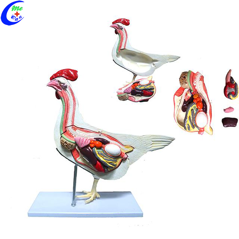 Cock Anatomical Models 2