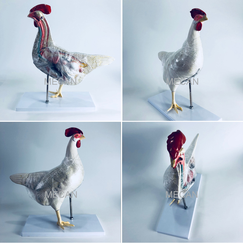 Cock Anatomical Models