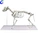 PVC Big Adult Dog Skeleton Model