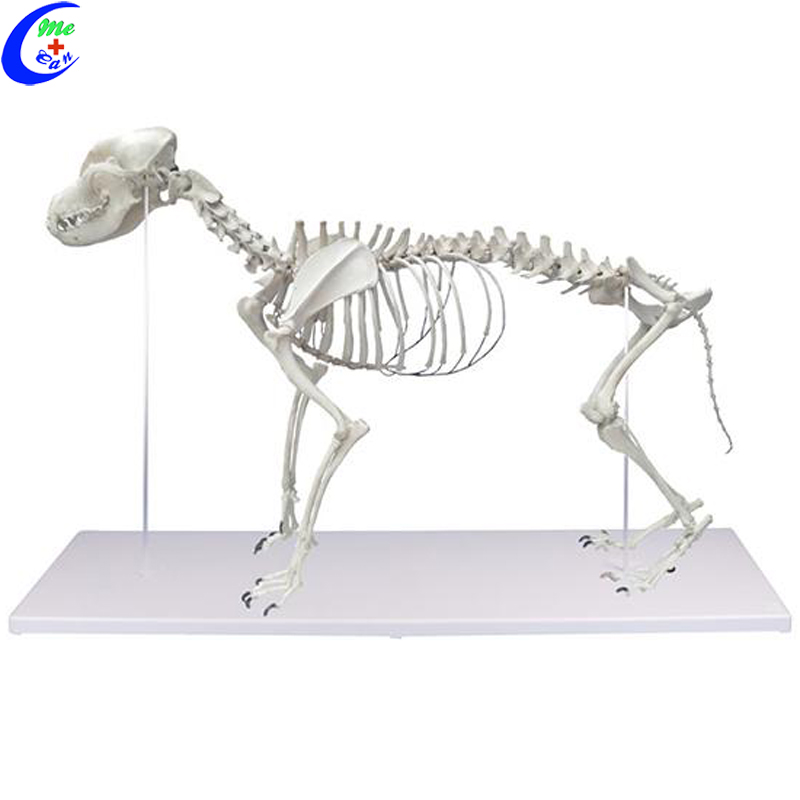 PVC Big Adult Dog Skeleton Model PVC Big Adult Dog Skeleton Model