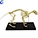 PVC Adult Cat Skeleton Model With All Bones