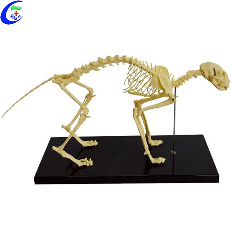 PVC Adult Cat Skeleton Model With All Bones
