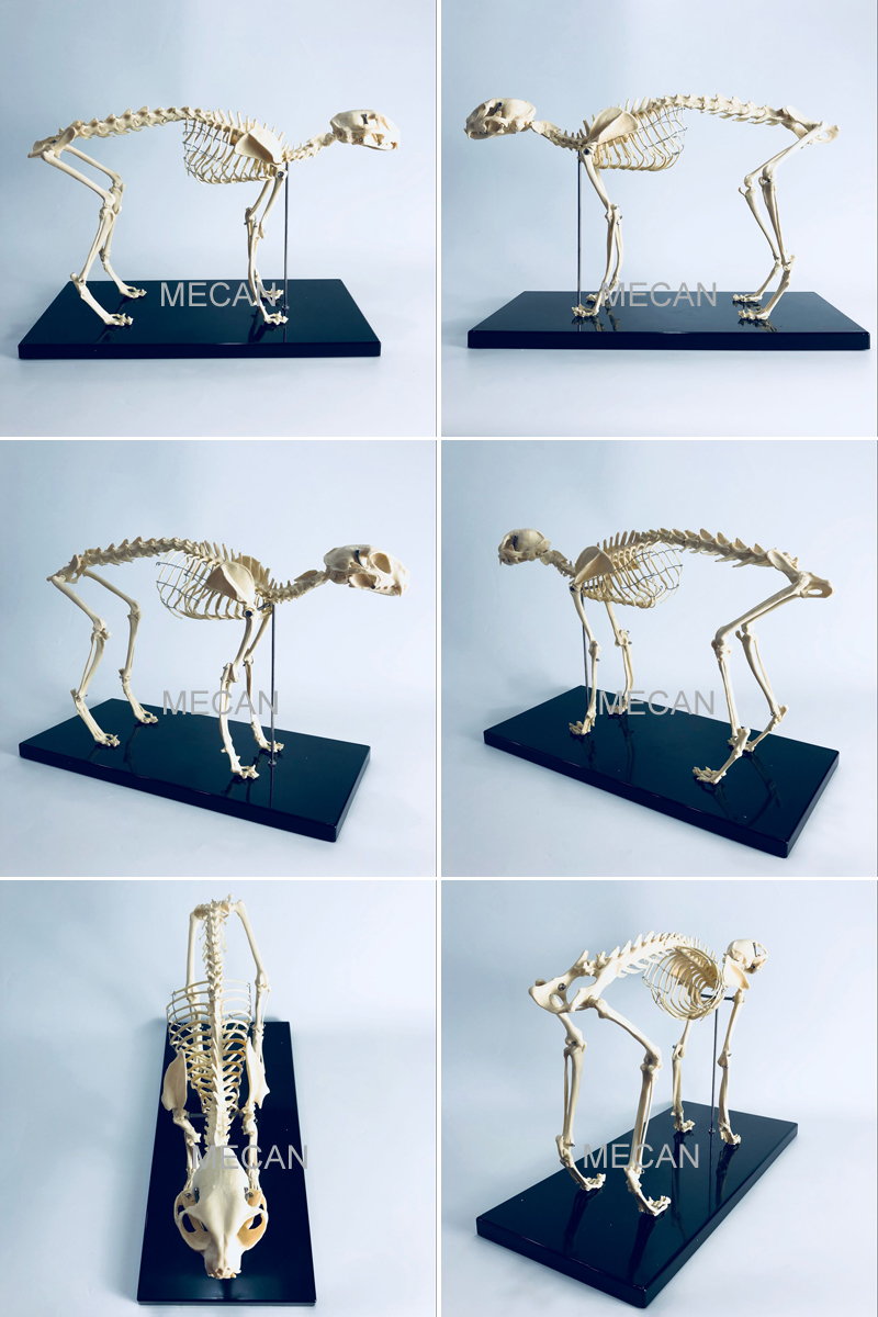 Cat Skeleton Model