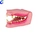 Dog Oral Cavity Teeth Model