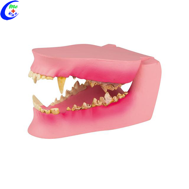 Dog Oral Cavity Teeth Model Dog Oral Cavity Teeth Model