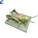 Enlarged Locust Anatomy Model