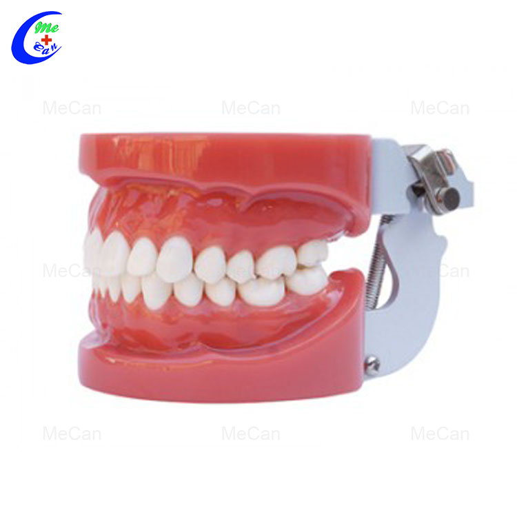 Dental Care Model Dental Care Model