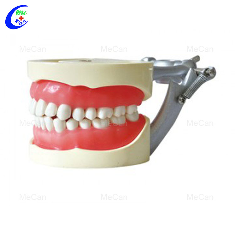 Dental Care Model Dental Care Model