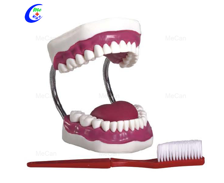 Dental Anatomical Model Dental Anatomical Model