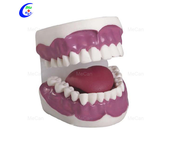 Dental Anatomical Model Dental Anatomical Model