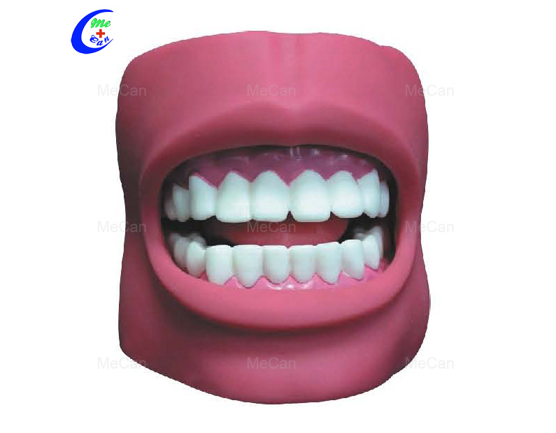 Tooth Model Tooth Model