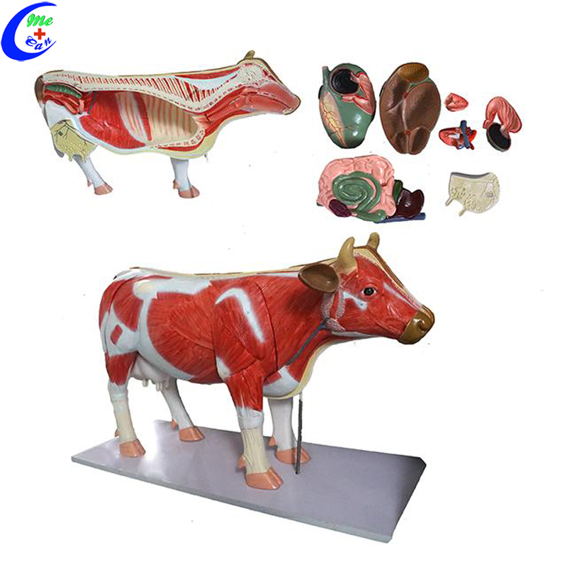 Plastic Cow Anatomical Model Plastic Cow Anatomical Model