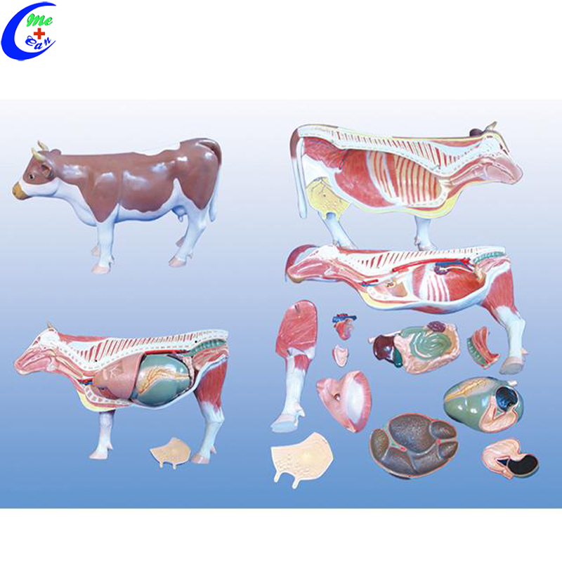 cow anatomical model cow anatomical model