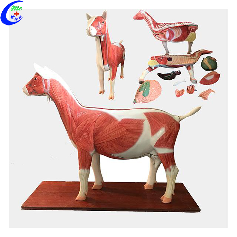 Sheep Anatomical Model Sheep Anatomical Model