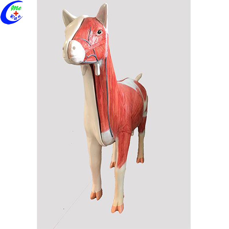 Sheep Anatomical Model Sheep Anatomical Model