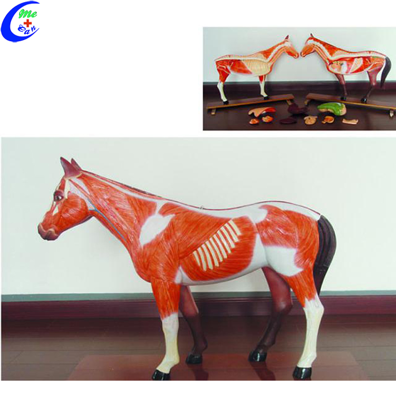 Horse Anatomy Model Horse Anatomy Model