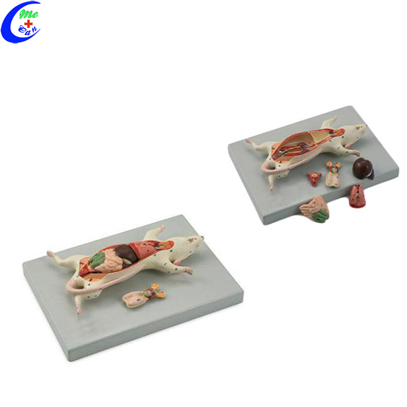 6-Parts Life-size Rat Mouse Dissection Model