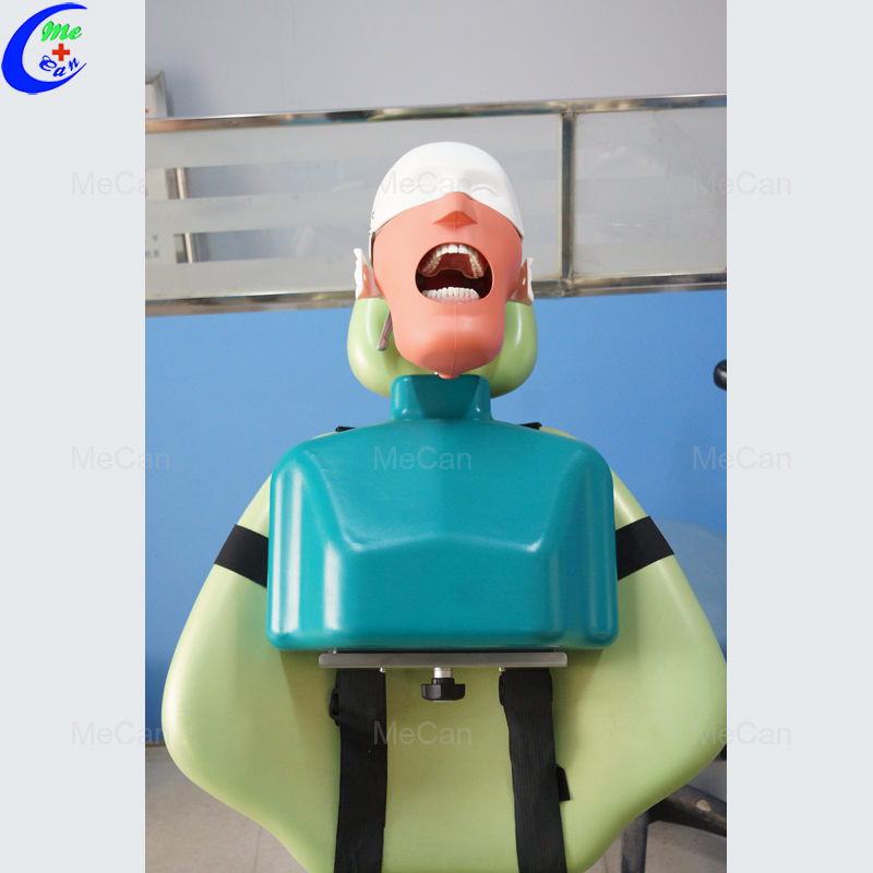 Dental Simulation Model